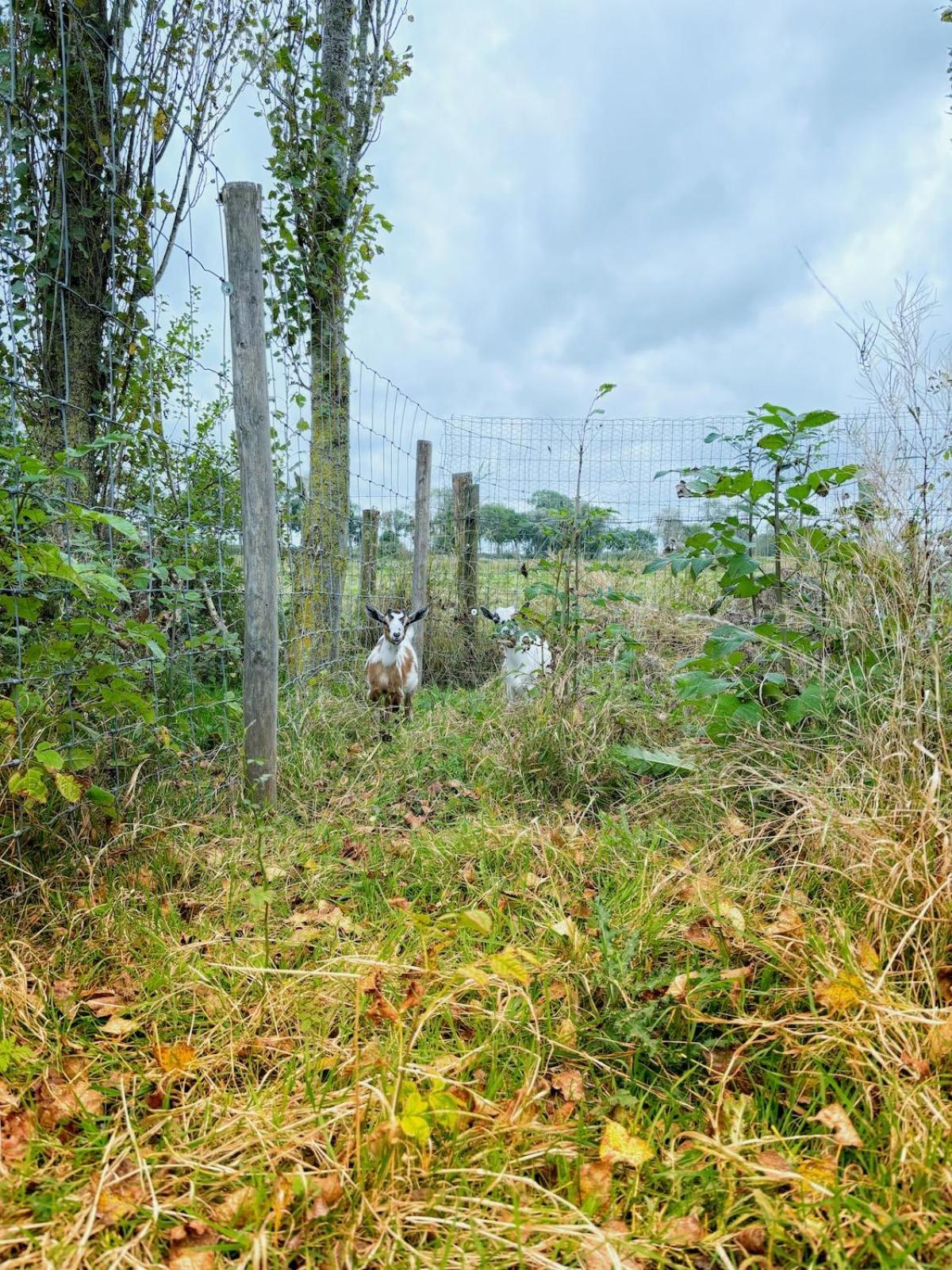 Gezellig Gezinsverblijf Op Het Platteland